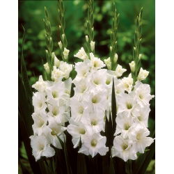 Gladiolus - Mieczyk biały - 5 cebulek - cebulki XXL