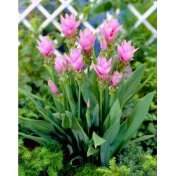 Kurkuma różowa - Curcuma Rose - GIGA paczka! - 50 szt.