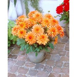 Dalia Autumn Fairy