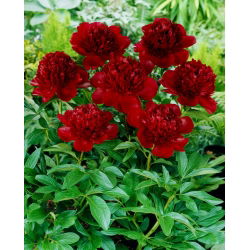 Piwonia, Paeonia - Red Charm - sadzonka - duża paczka! - 10 szt.