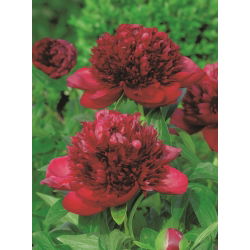 Piwonia, Paeonia - Red Charm - sadzonka - duża paczka! - 10 szt.