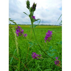 Lucerna siewna Plato - 1 kg