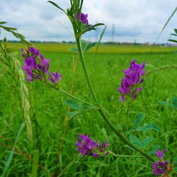 Lucerna siewna Plato - 1 kg