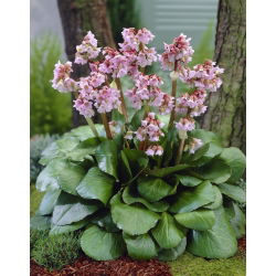 Bergenia Baby Doll - GIGA paczka! - 50 szt.