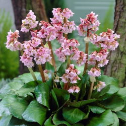 Bergenia Baby Doll - GIGA paczka! - 50 szt.