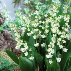 Konwalia majowa pełna - Convallaria majalis Prolificans - GIGA paczka! - 50 szt.