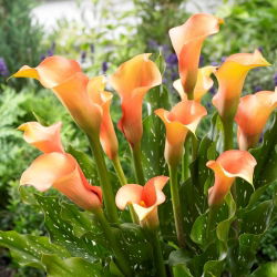 Calla Cameleon - GIGA paczka! - 50 szt.