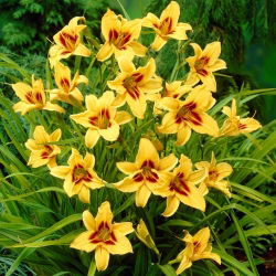 Liliowiec Bonanza - GIGA paczka! - 50 szt.