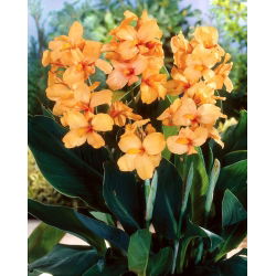 Kanna - Apricot Dream - duża paczka! - 10 szt.