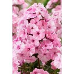 Floks (Phlox) - Płomyk wiechowaty - Picasso - duża paczka! - 10 szt.