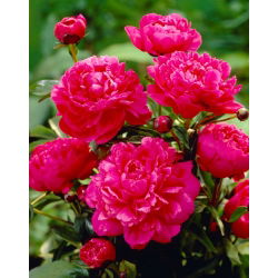 Piwonia, Paeonia - Kansas - sadzonka