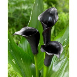 Calla czarna - Black