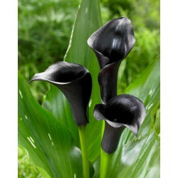 Calla czarna - Black - duża paczka! - 10 szt.