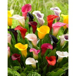 Calla - mix kolorów