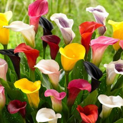Calla - mix kolorów