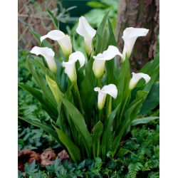 Calla Captain Fresco