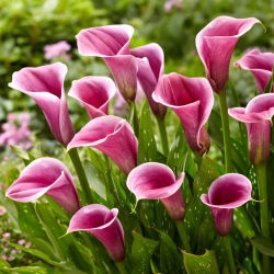 Calla Sannah - duża paczka! - 10 szt.