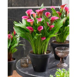 Calla Zazu