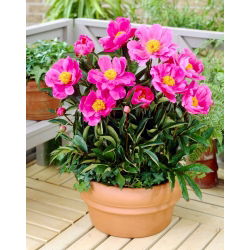 Piwonia, Paeonia - Dancing Butterfly - sadzonka