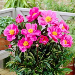 Piwonia, Paeonia - Dancing Butterfly - sadzonka