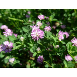 Koniczyna perska Nitro Plus - 0,5 kg