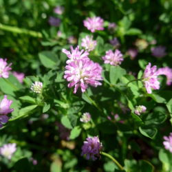 Koniczyna perska Nitro Plus - 0,5 kg