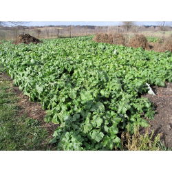 Rzepa pastewna Polybra - 500 g