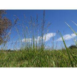 Kostrzewa trzcinowa gazonowa Manitou - 5 kg