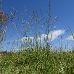 Kostrzewa trzcinowa gazonowa Manitou - 5 kg