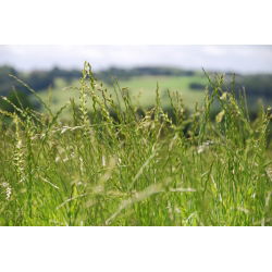 Życica wielokwiatowa Attain - 5 kg