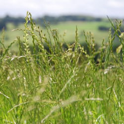 Życica wielokwiatowa Attain - 5 kg