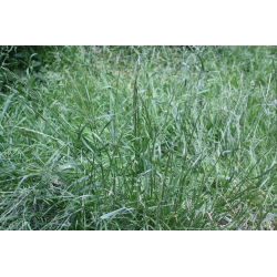 Życica trwała - Fancy - 5 kg