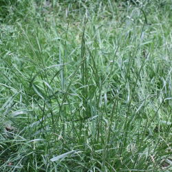 Życica trwała - Fancy - 5 kg