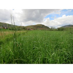 Życica trwała - Velonit - 5 kg