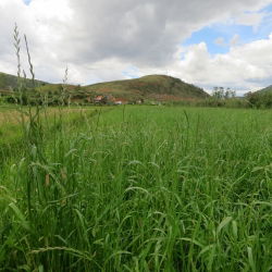 Życica trwała - Velonit - 5 kg