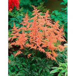 Tawułka Bressingham Beauty - łososiowa - GIGA paczka! - 50 szt.