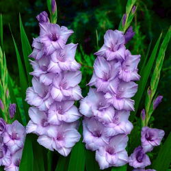 Mieczyk Blue Tropic - duża paczka! - 50 szt.