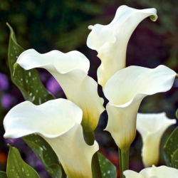 Calla białokremowa - Albomaculata - GIGA paczka! - 50 szt.