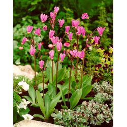 Bożykwiat Meada - jasnoróżowy - Queen Victoria - GIGA paczka! - 50 szt.