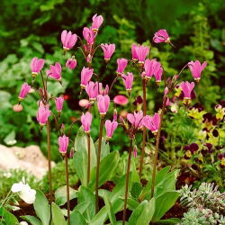 Bożykwiat Meada - jasnoróżowy - Queen Victoria - GIGA paczka! - 50 szt.