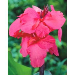 Kanna - Shining Pink - GIGA paczka! - 50 szt.