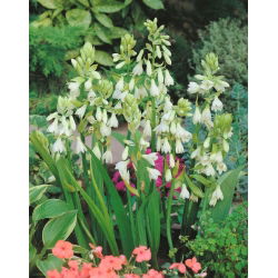 Galtonia biaława - GIGA paczka! - 50 szt.