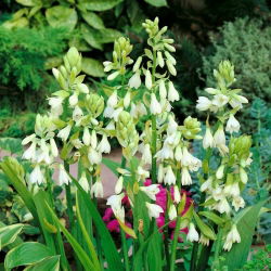 Galtonia biaława - GIGA paczka! - 50 szt.