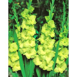 Gladiolus - Mieczyk Green Star - 5 cebulek