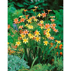 Homeria Mixed - GIGA paczka! - 500 szt.