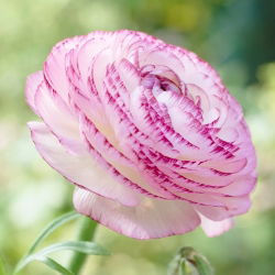 Jaskier Aviv Picotee Pink - GIGA paczka! - 500 szt.