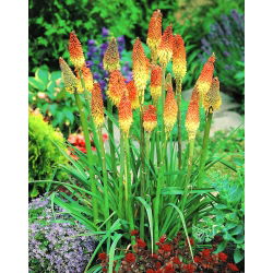 Kniphofia Uvaria - sadzonka - GIGA paczka! - 50 szt.