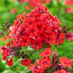 Floks (Phlox) - Płomyk wiechowaty - Orange Perfection - duża paczka! - 10 szt.