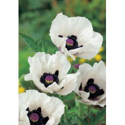 Mak wschodni - Royal Wedding - GIGA paczka! - 50 szt.