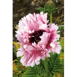 Mak wschodni - Ruffled Patty - GIGA paczka! - 50 szt.